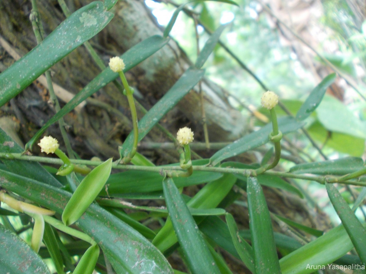 Pothos hookeri Schott